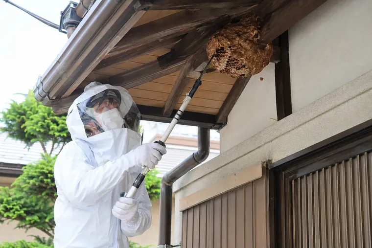 ハチの巣駆除作業の様子